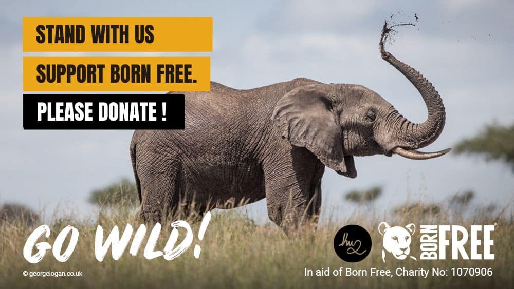 Born free banner EN